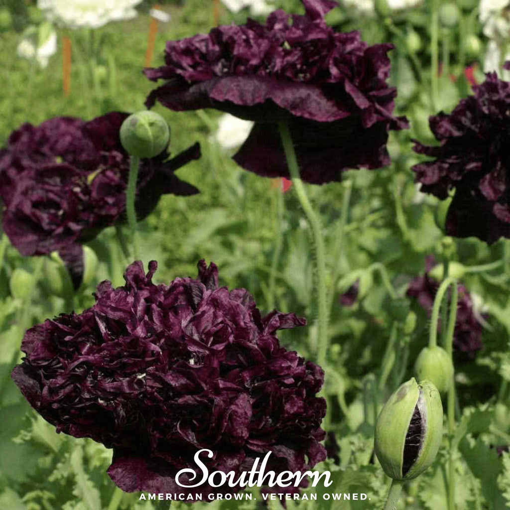 Black Peony Poppy – 100 Seeds Southern Seeds