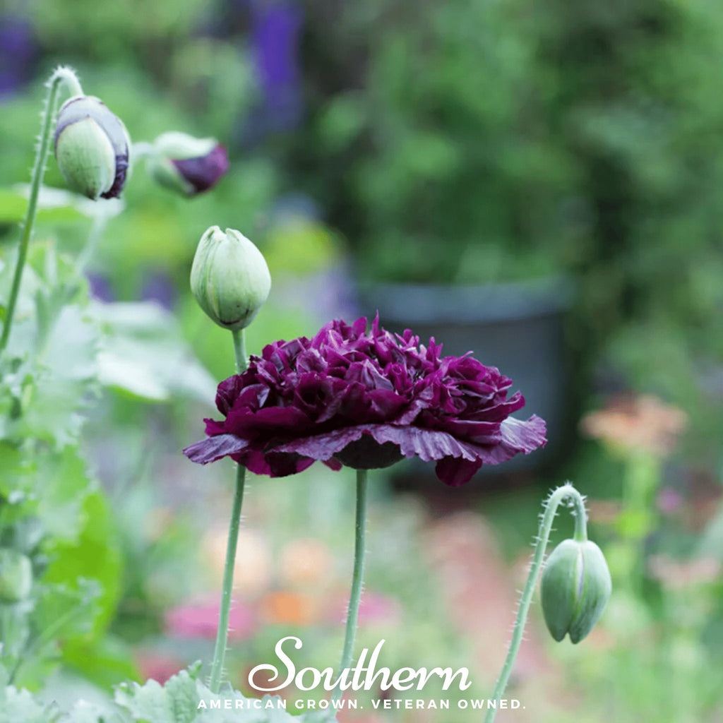 Black Peony Poppy – 100 Seeds Southern Seeds