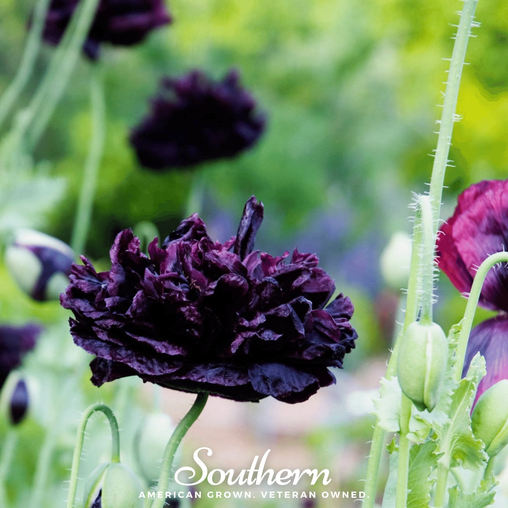 Black Peony Poppy – 100 Seeds Southern Seeds