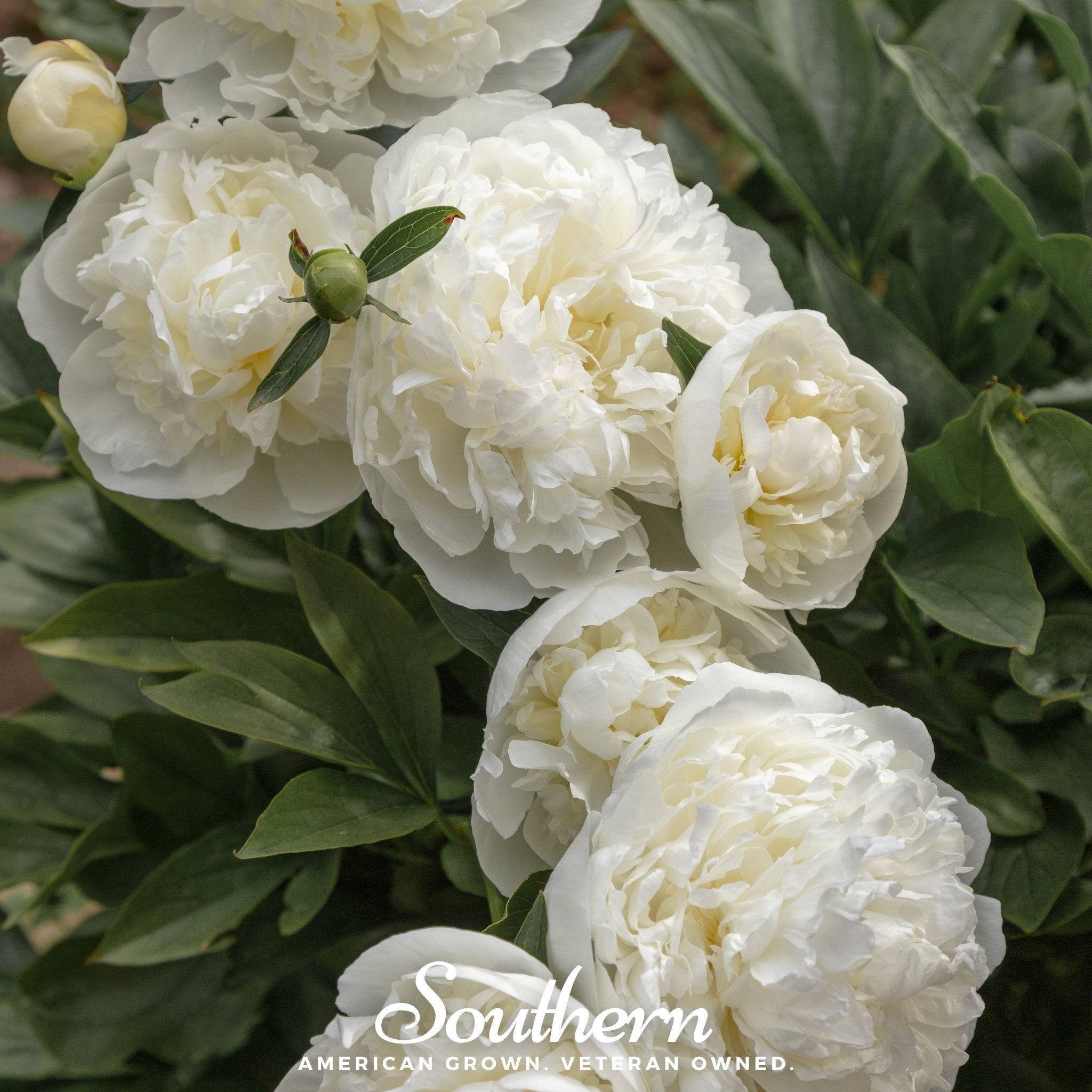 Cream Peony Poppy – 100 Seeds Southern Seeds