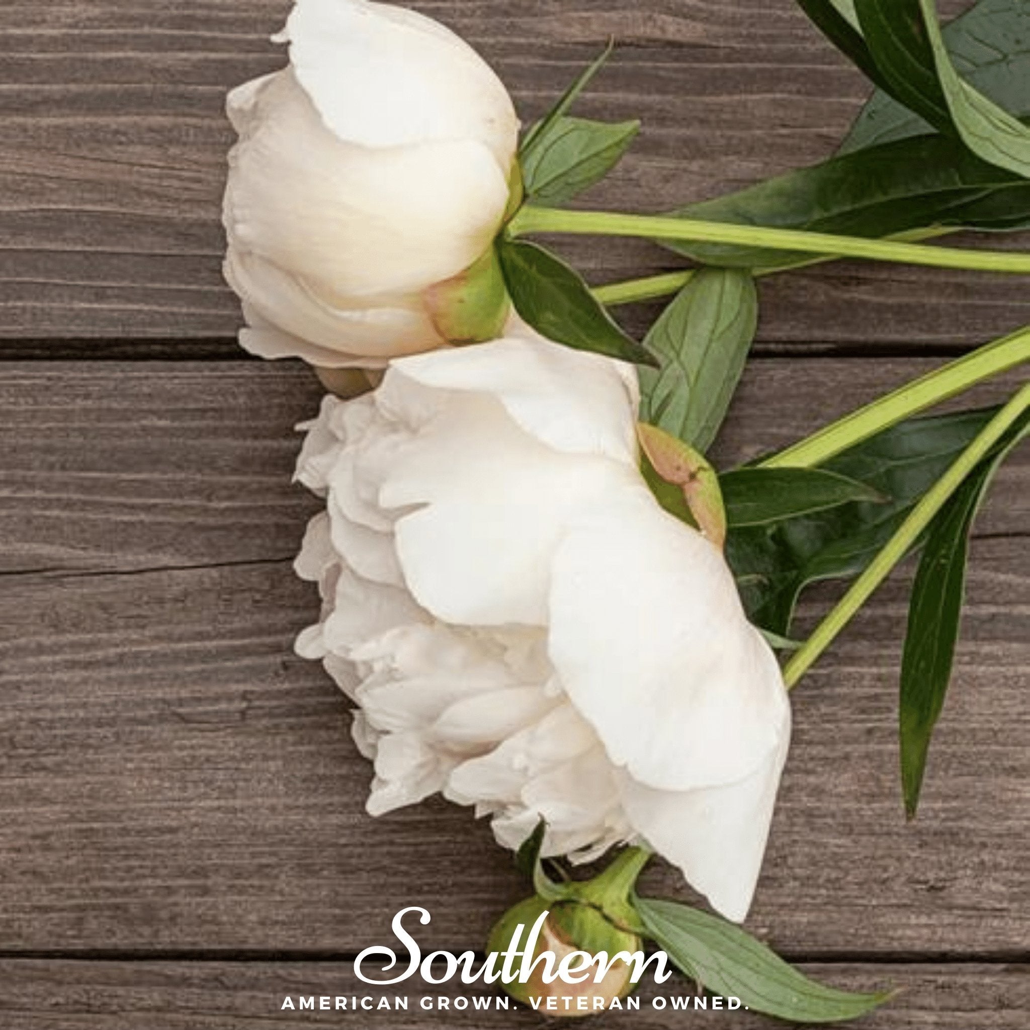 Cream Peony Poppy – 100 Seeds Southern Seeds