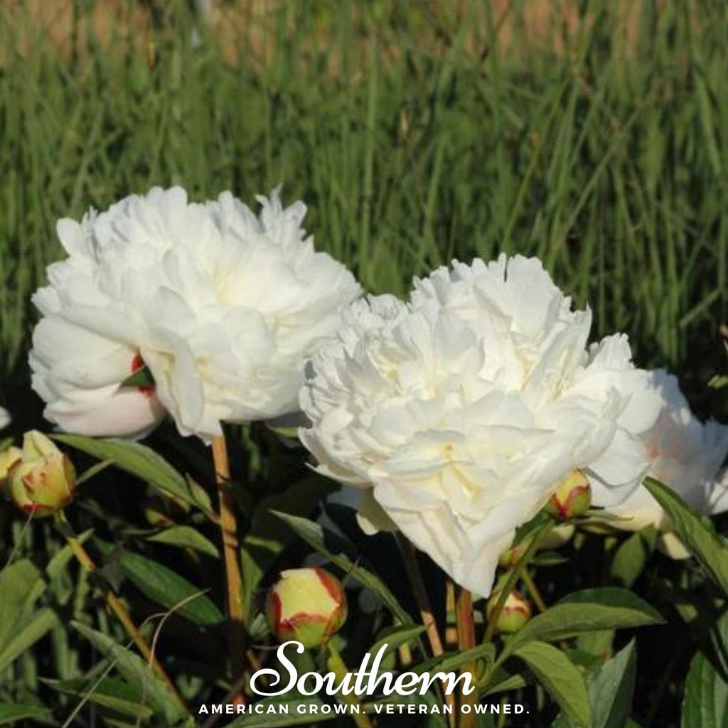 Cream Peony Poppy – 100 Seeds Southern Seeds