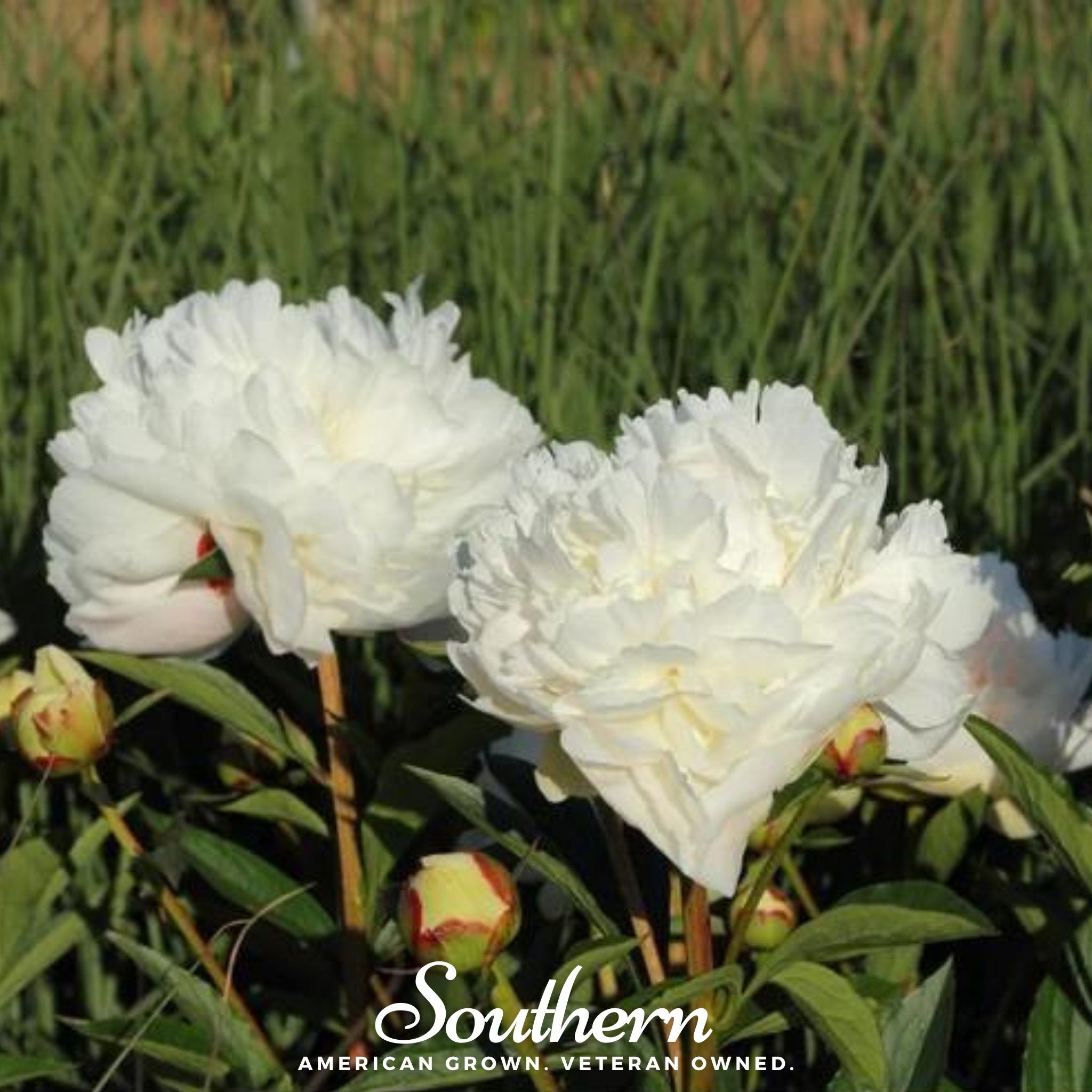 Cream Peony Poppy – 100 Seeds Southern Seeds
