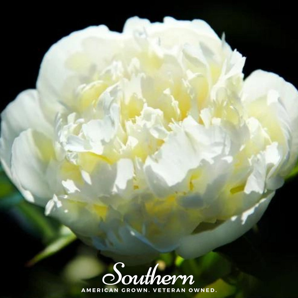 Cream Peony Poppy – 100 Seeds Southern Seeds