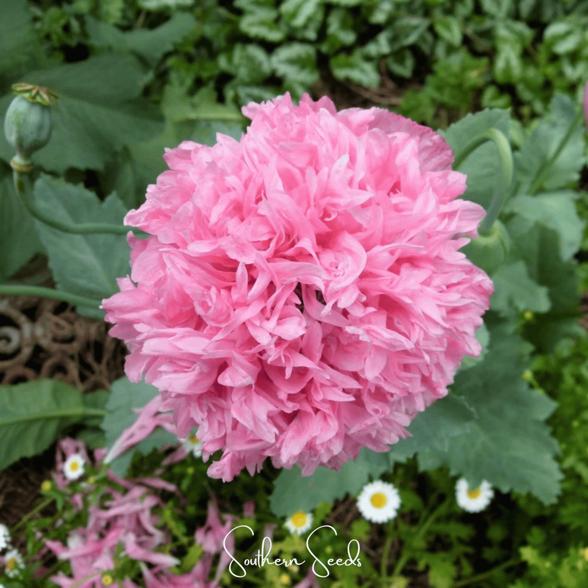 Pale Rose Peony Poppy – 100 Seeds Southern Seeds