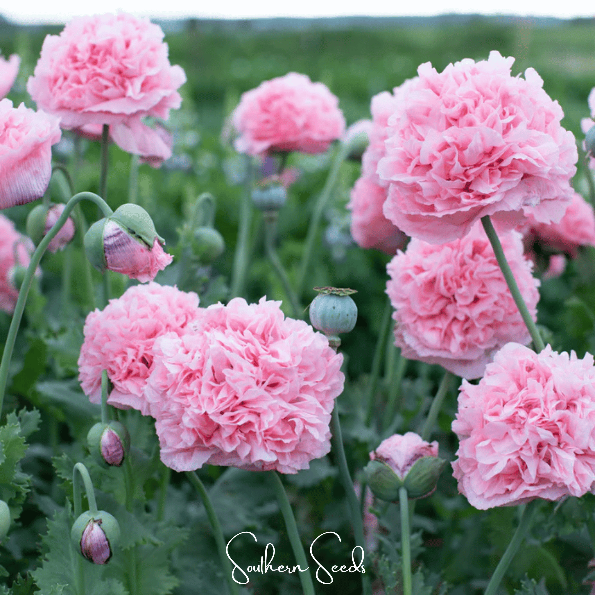Pale Rose Peony Poppy – 100 Seeds Southern Seeds