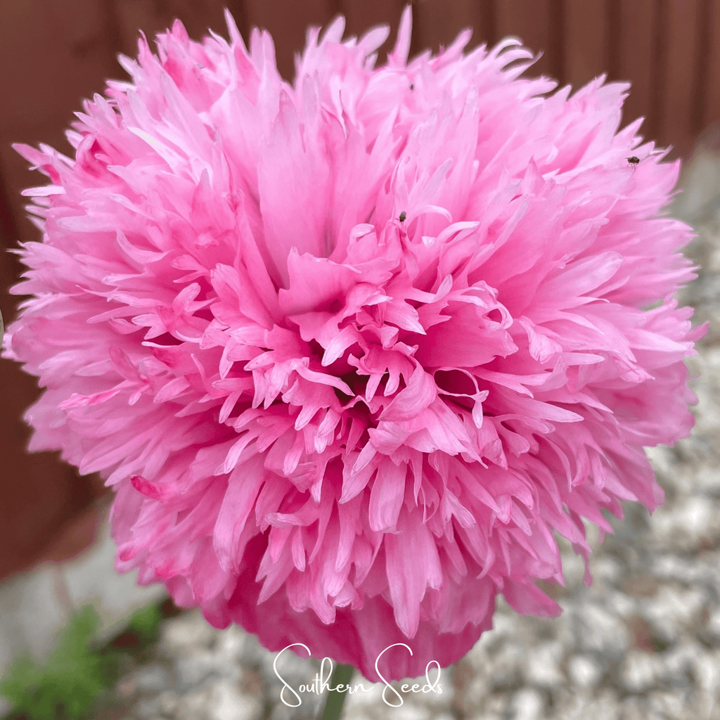 Pale Rose Peony Poppy – 100 Seeds Southern Seeds