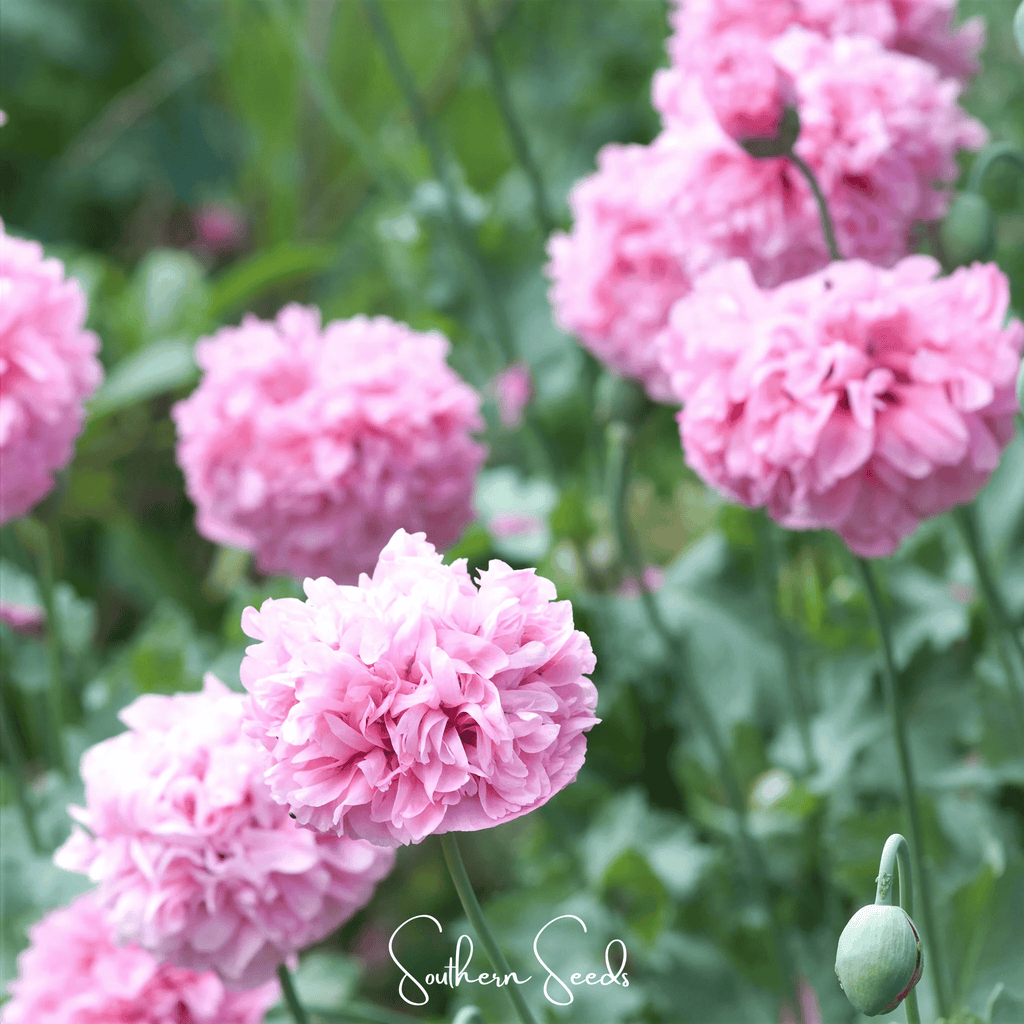 Pale Rose Peony Poppy – 100 Seeds Southern Seeds