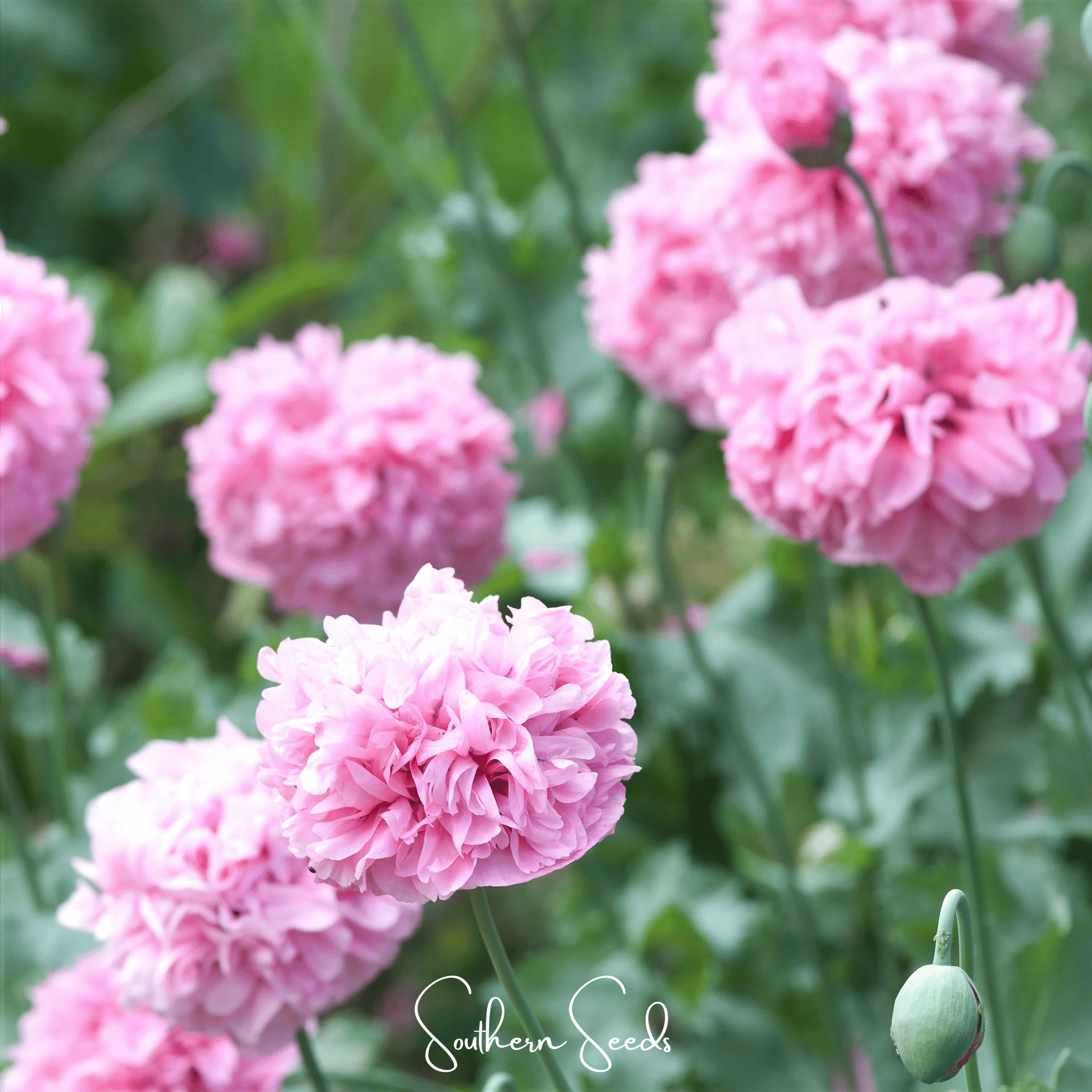 Pale Rose Peony Poppy – 100 Seeds Southern Seeds