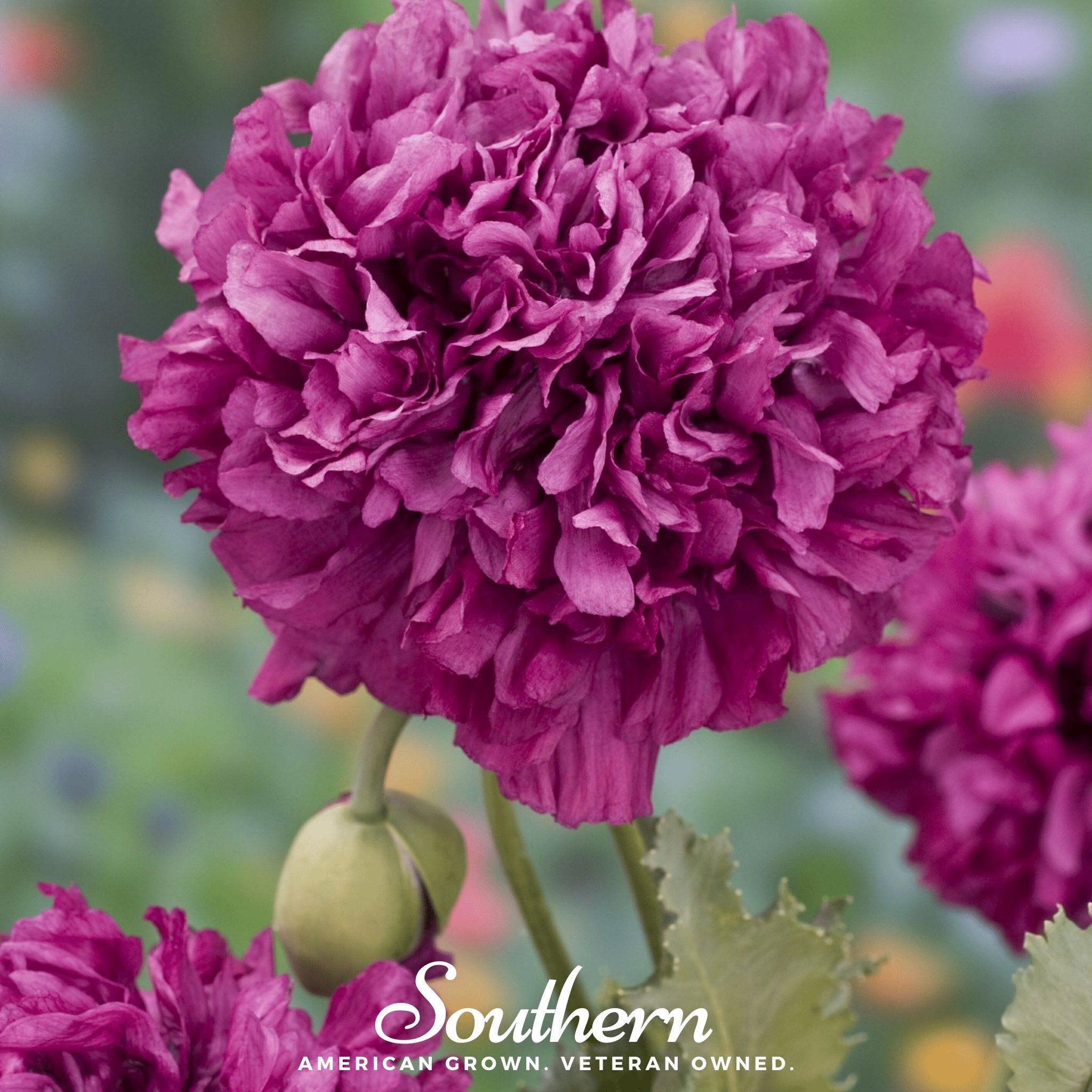 Purple Peony Poppy – 100 Seeds Southern Seeds