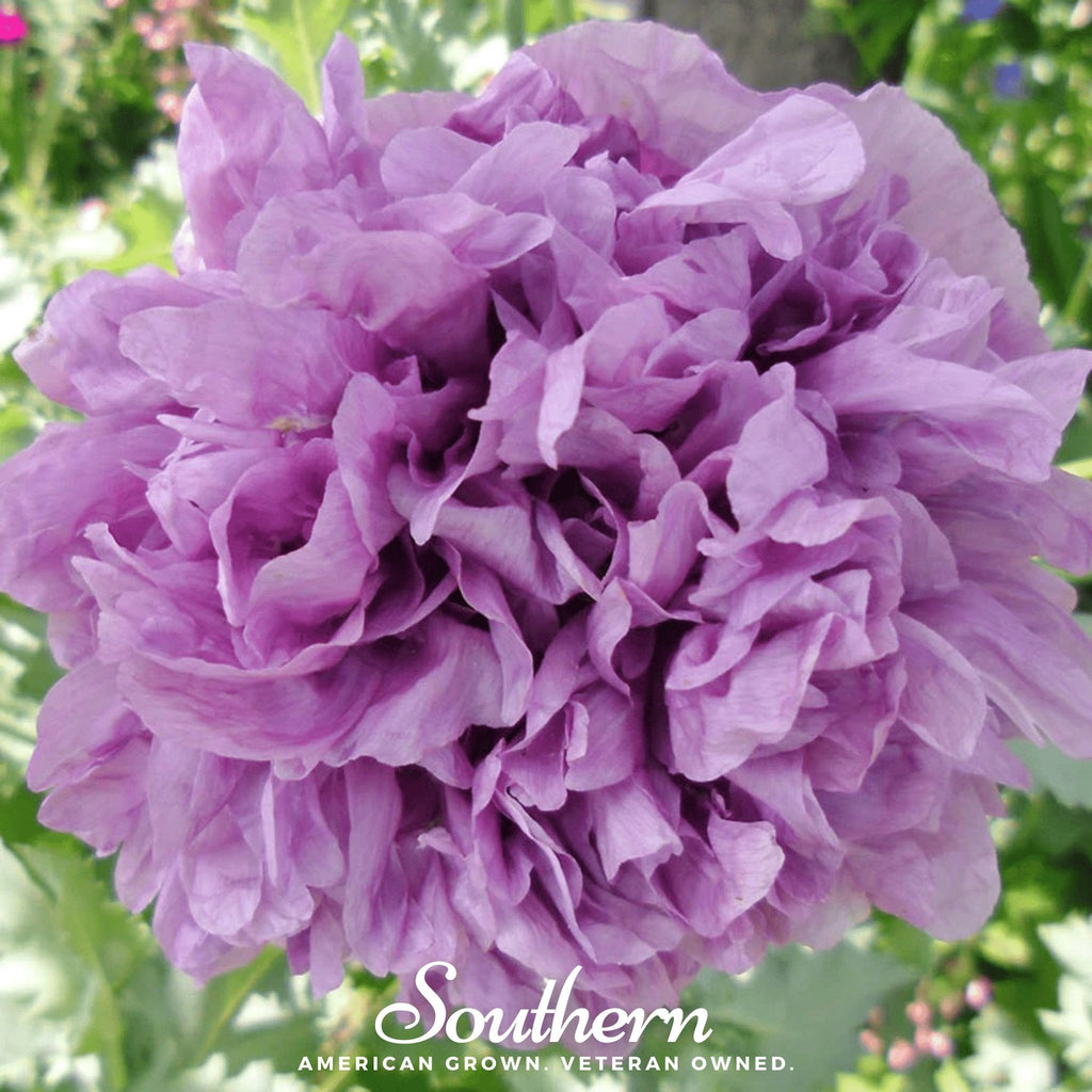 Purple Peony Poppy – 100 Seeds Southern Seeds