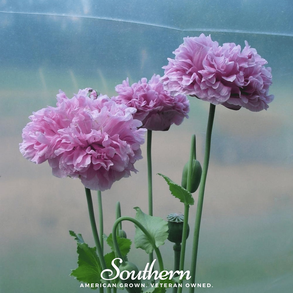 Purple Peony Poppy – 100 Seeds Southern Seeds
