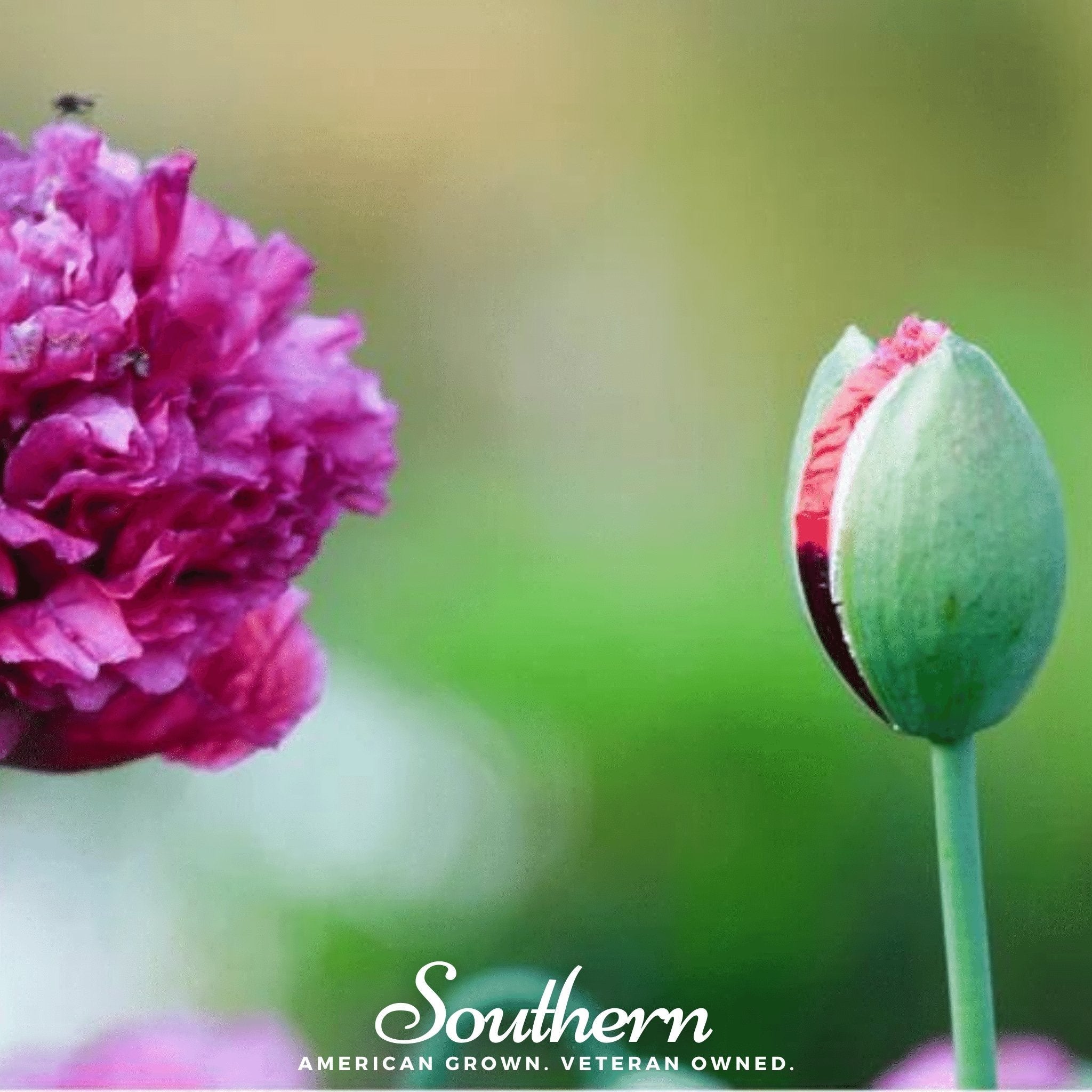 Purple Peony Poppy – 100 Seeds Southern Seeds