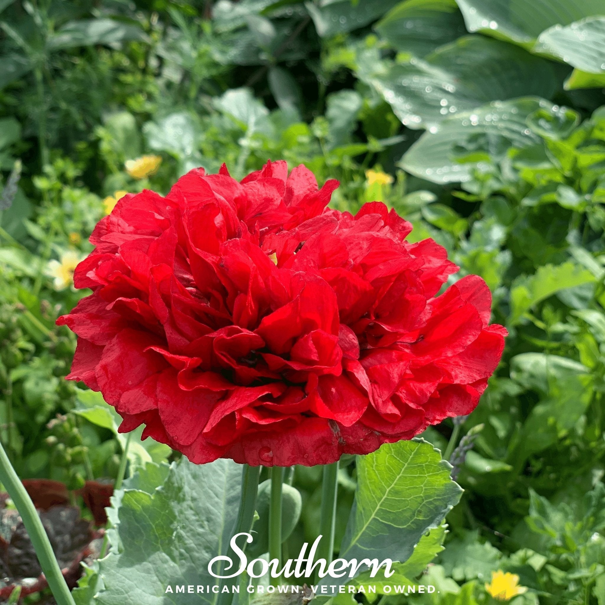 Red Peony Poppy – 100 Seeds Southern Seeds
