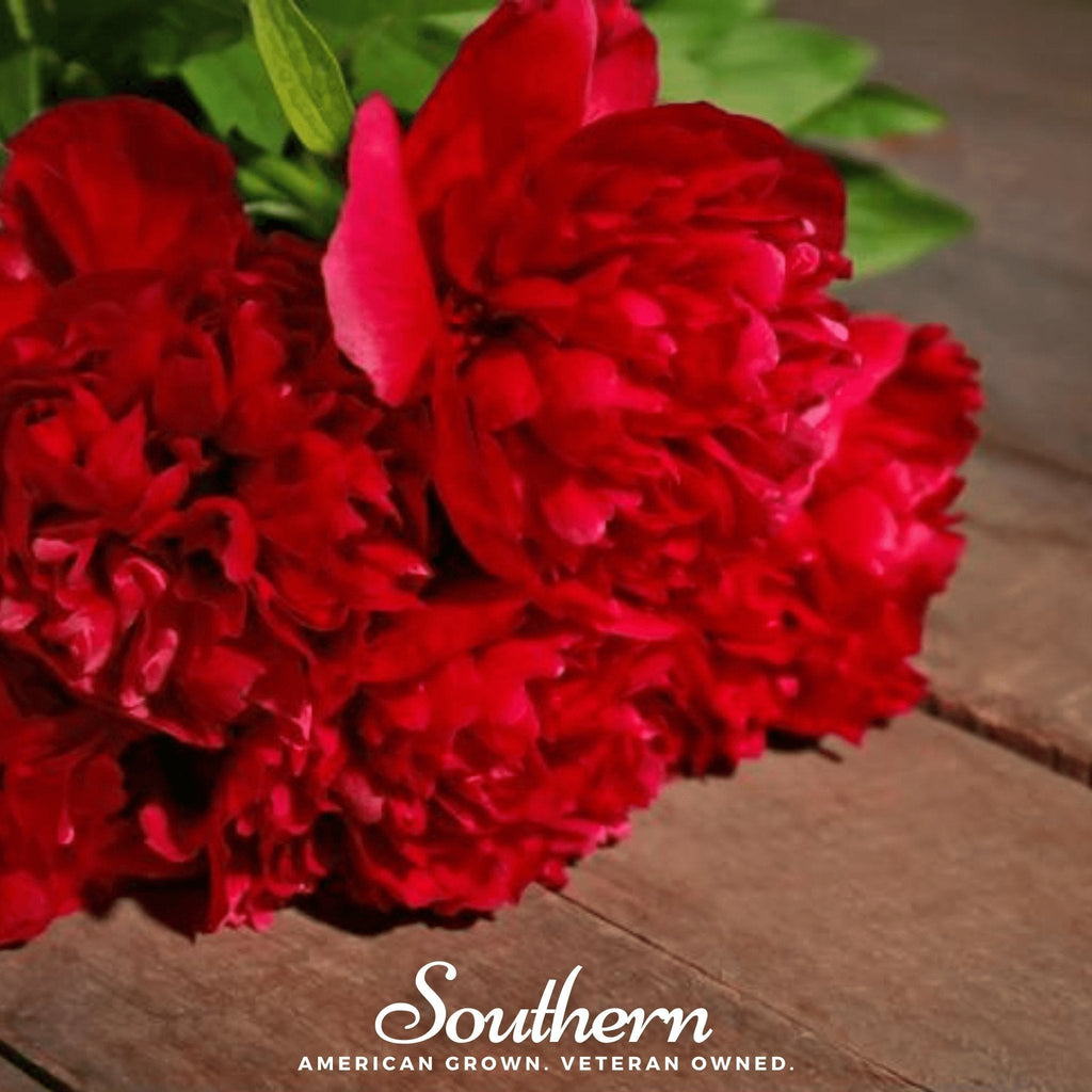 Red Peony Poppy – 100 Seeds Southern Seeds