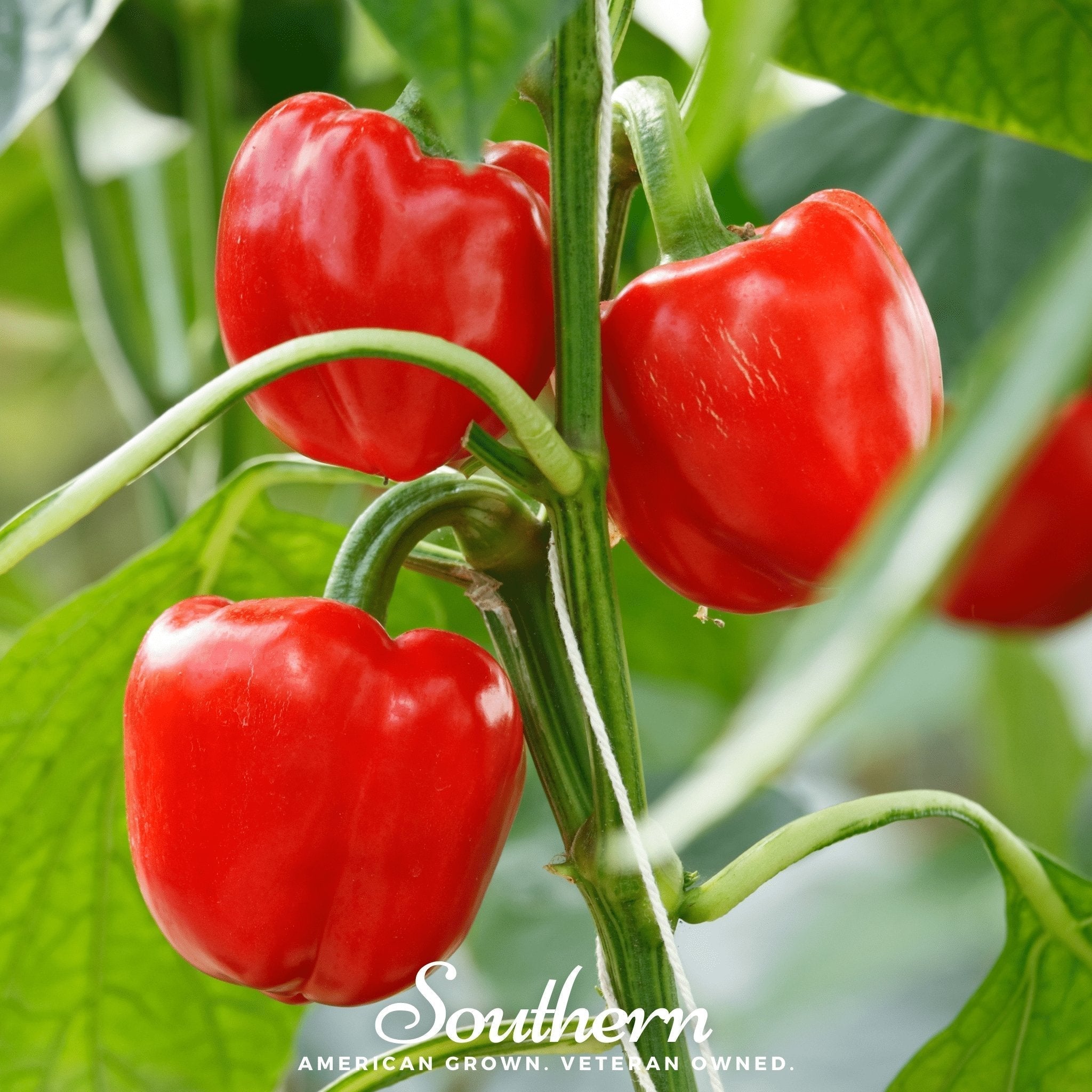 Big Red Sweet Bell Pepper – 30 Seeds Southern Seeds