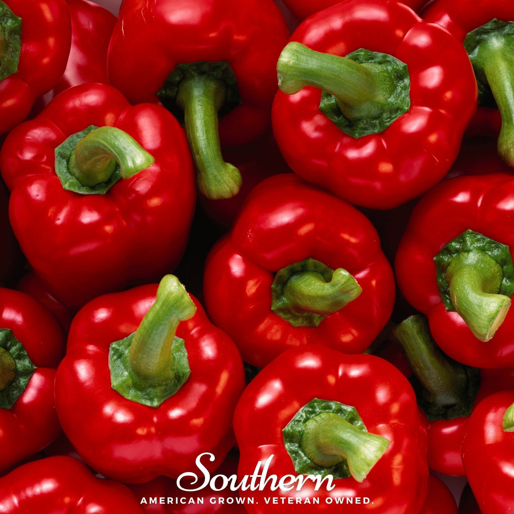 Big Red Sweet Bell Pepper – 30 Seeds Southern Seeds