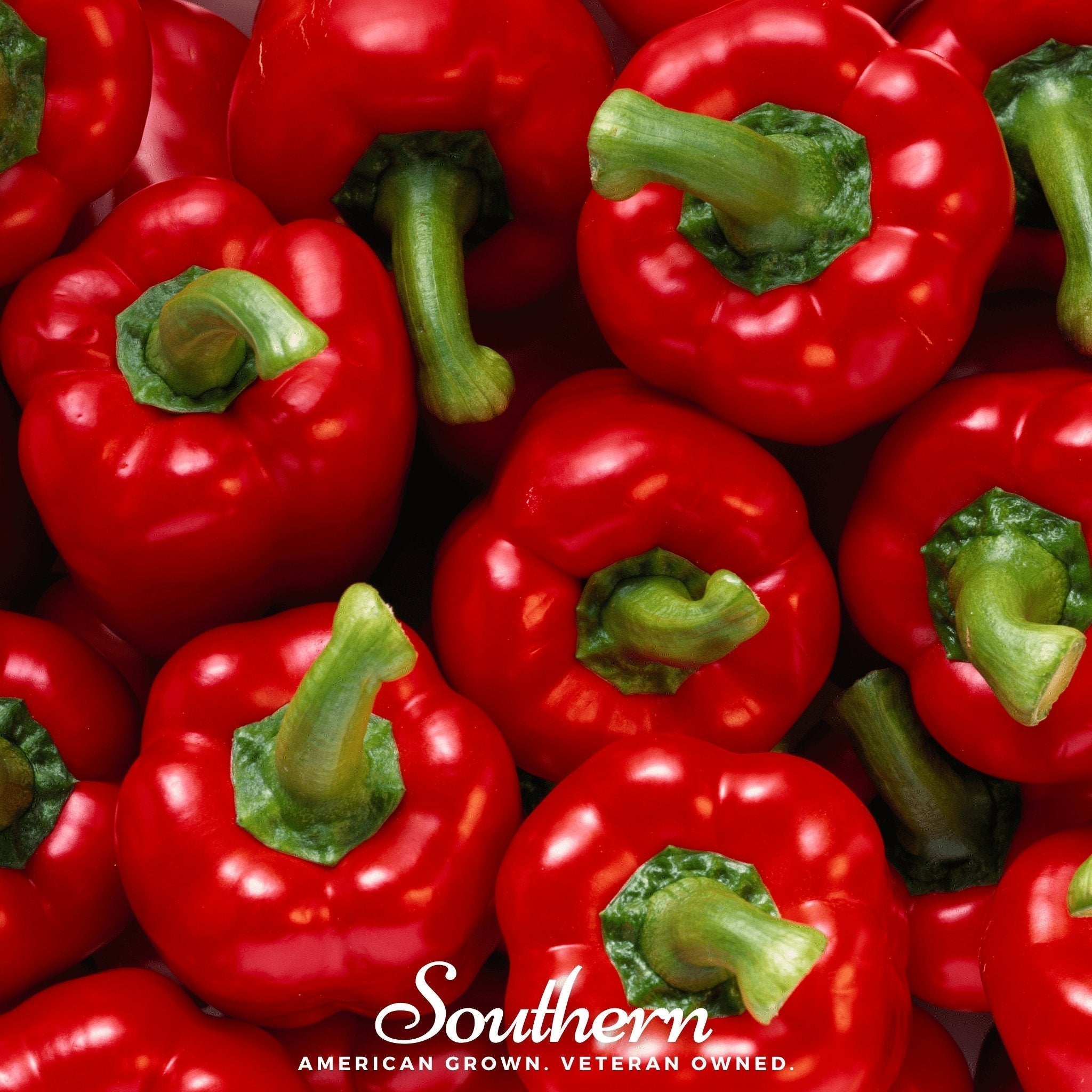 Big Red Sweet Bell Pepper – 30 Seeds Southern Seeds