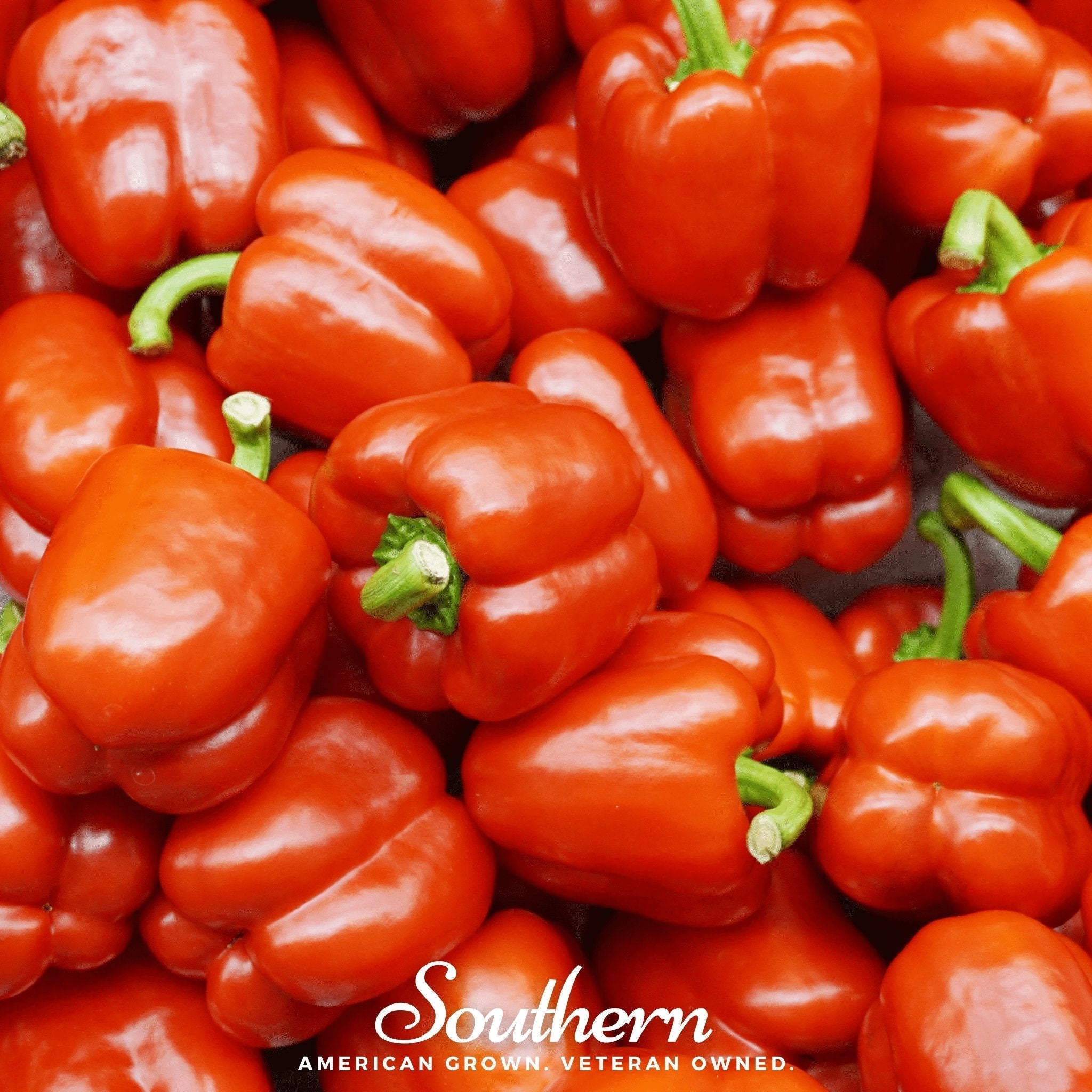 Big Red Sweet Bell Pepper – 30 Seeds Southern Seeds