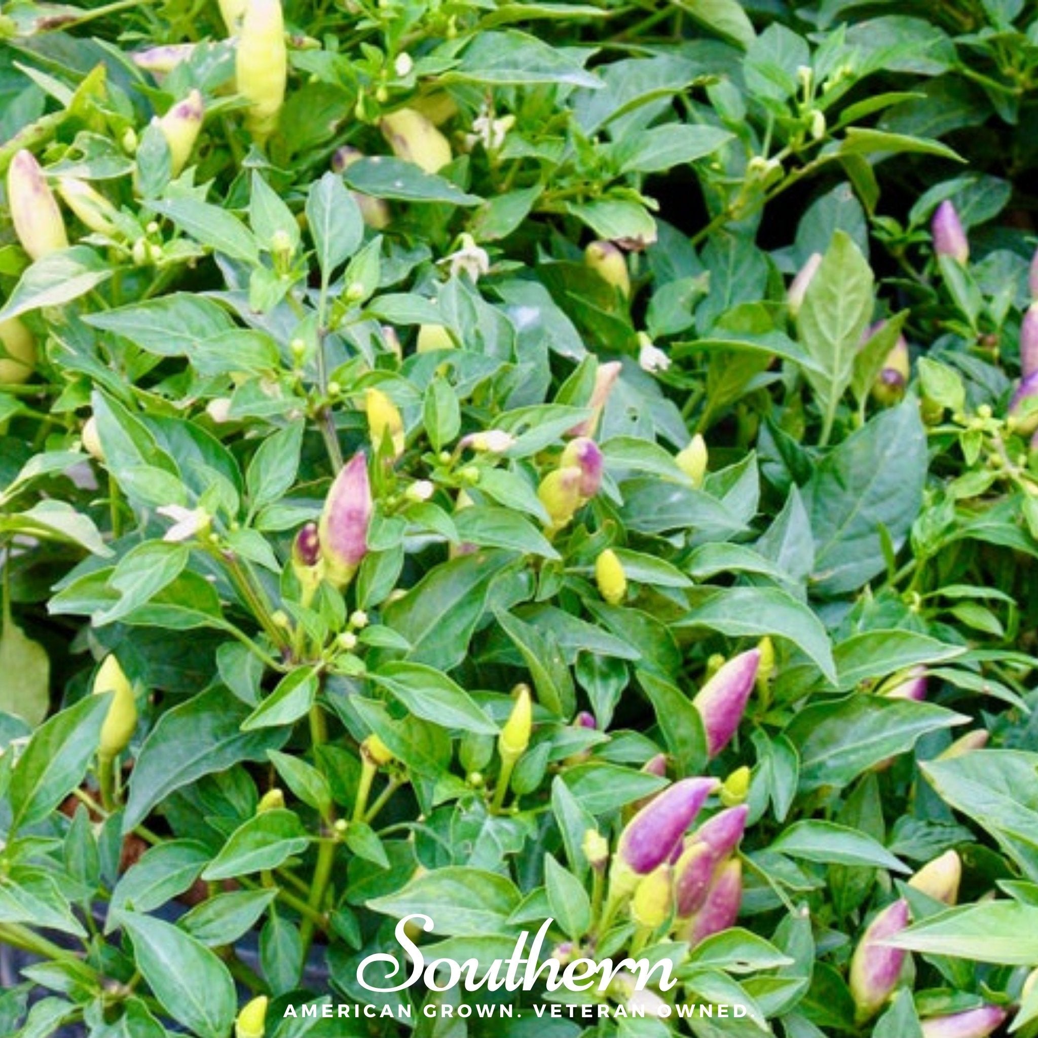 Birds Eye Chili Pepper – 30 Seeds Southern Seeds