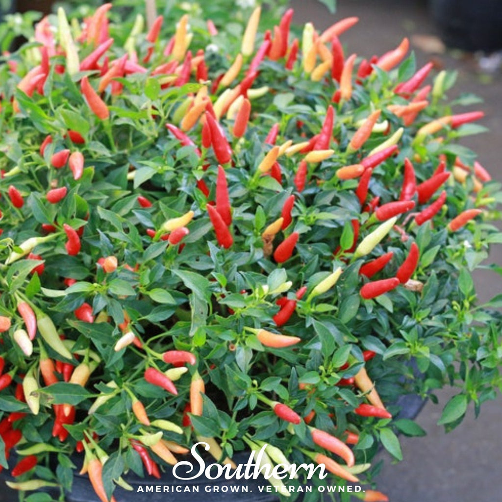 Birds Eye Chili Pepper – 30 Seeds Southern Seeds