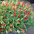 Birds Eye Chili Pepper – 30 Seeds Southern Seeds
