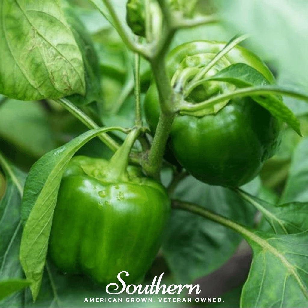 Cal Wonder Sweet Bell Pepper – 30 Seeds Southern Seeds