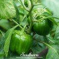 Cal Wonder Sweet Bell Pepper – 30 Seeds Southern Seeds