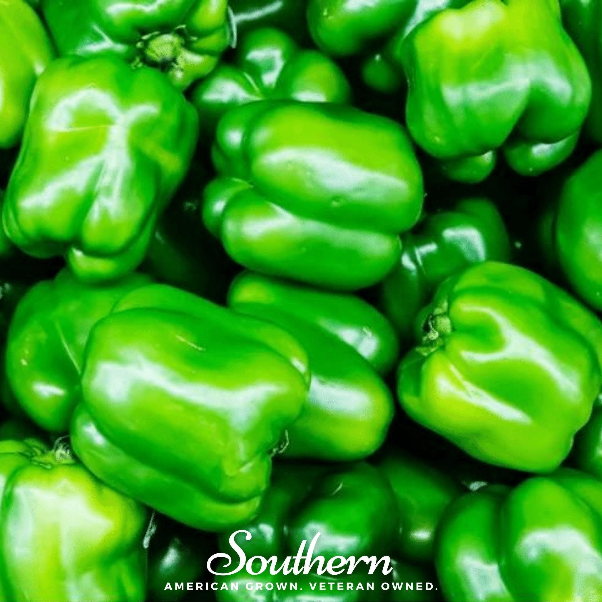 Cal Wonder Sweet Bell Pepper – 30 Seeds Southern Seeds
