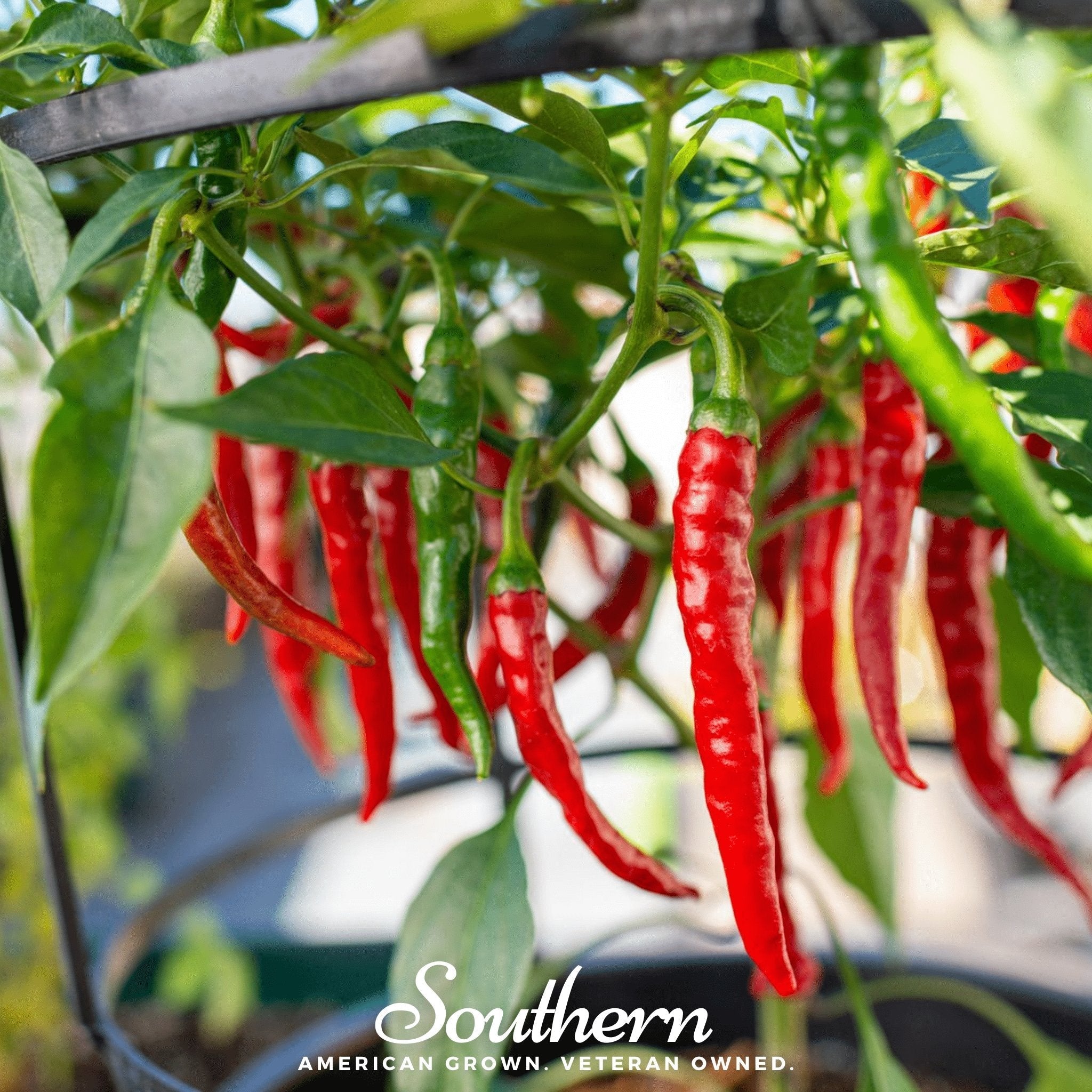 Cayenne Long Slim Pepper – 30 Seeds Southern Seeds