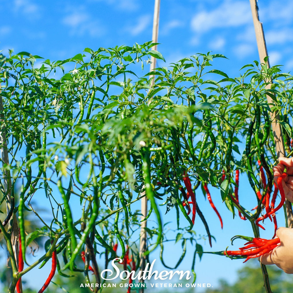 Cayenne Long Slim Pepper – 30 Seeds Southern Seeds