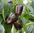 Chocolate Beauty Bell Pepper – 30 Seeds Southern Seeds