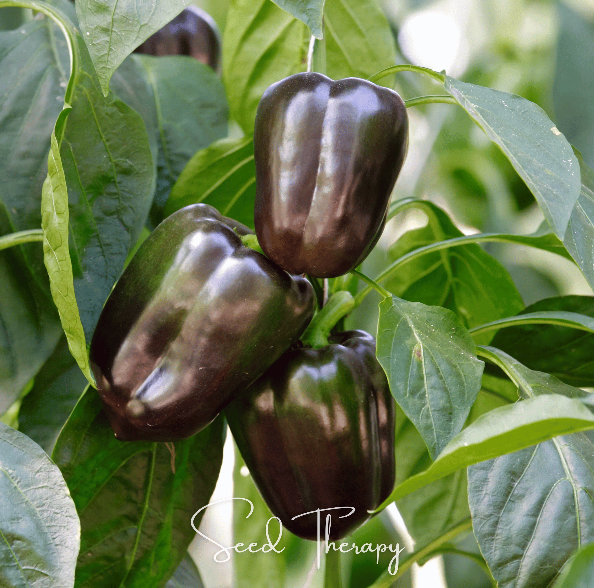 Chocolate Beauty Bell Pepper – 30 Seeds Southern Seeds