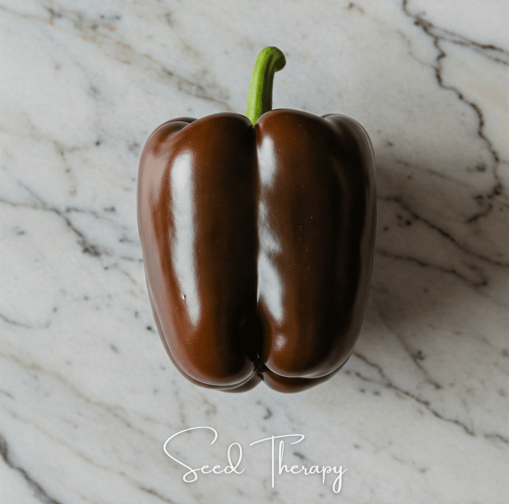 Chocolate Beauty Bell Pepper – 30 Seeds Southern Seeds