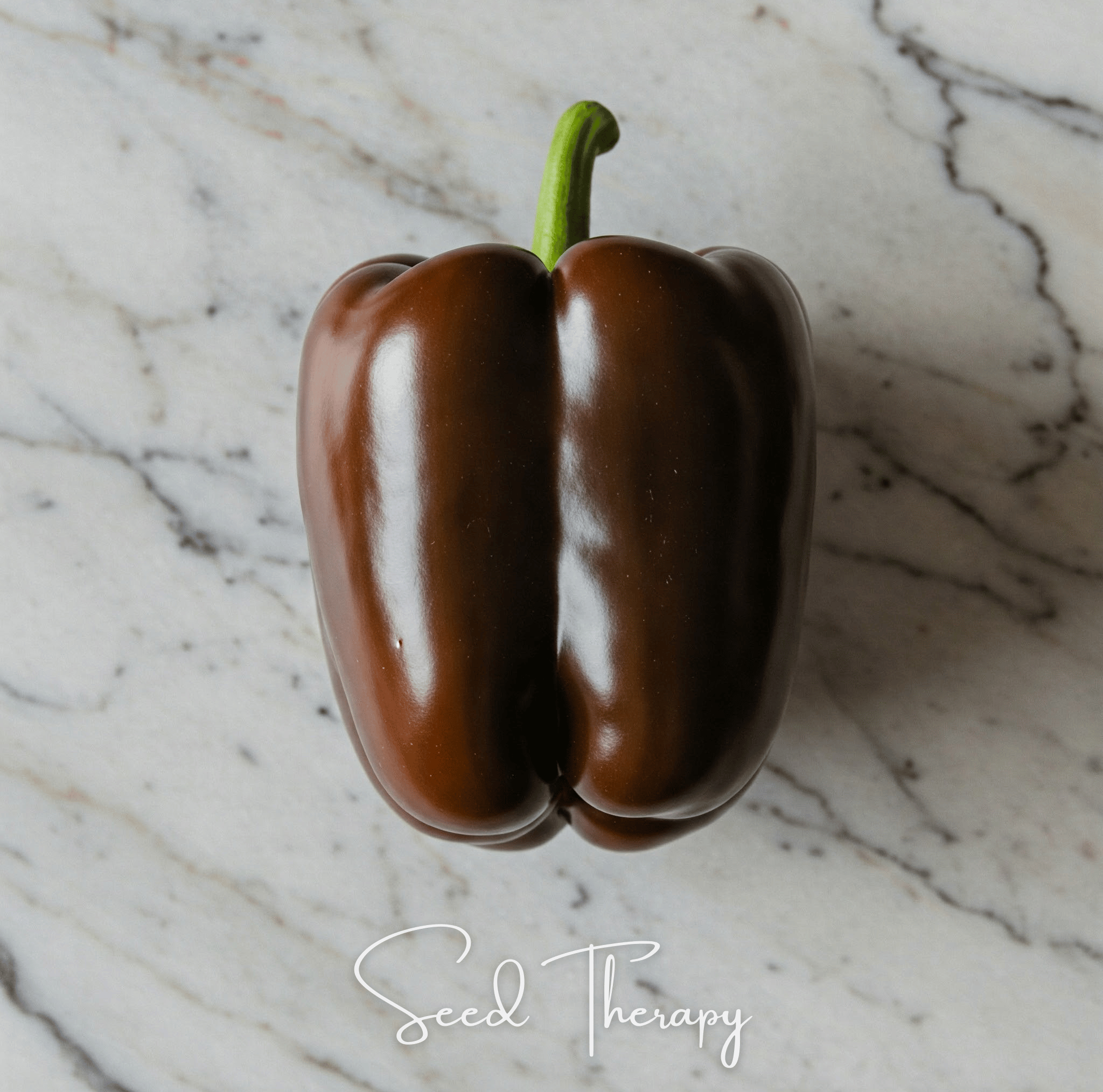 Chocolate Beauty Bell Pepper – 30 Seeds Southern Seeds