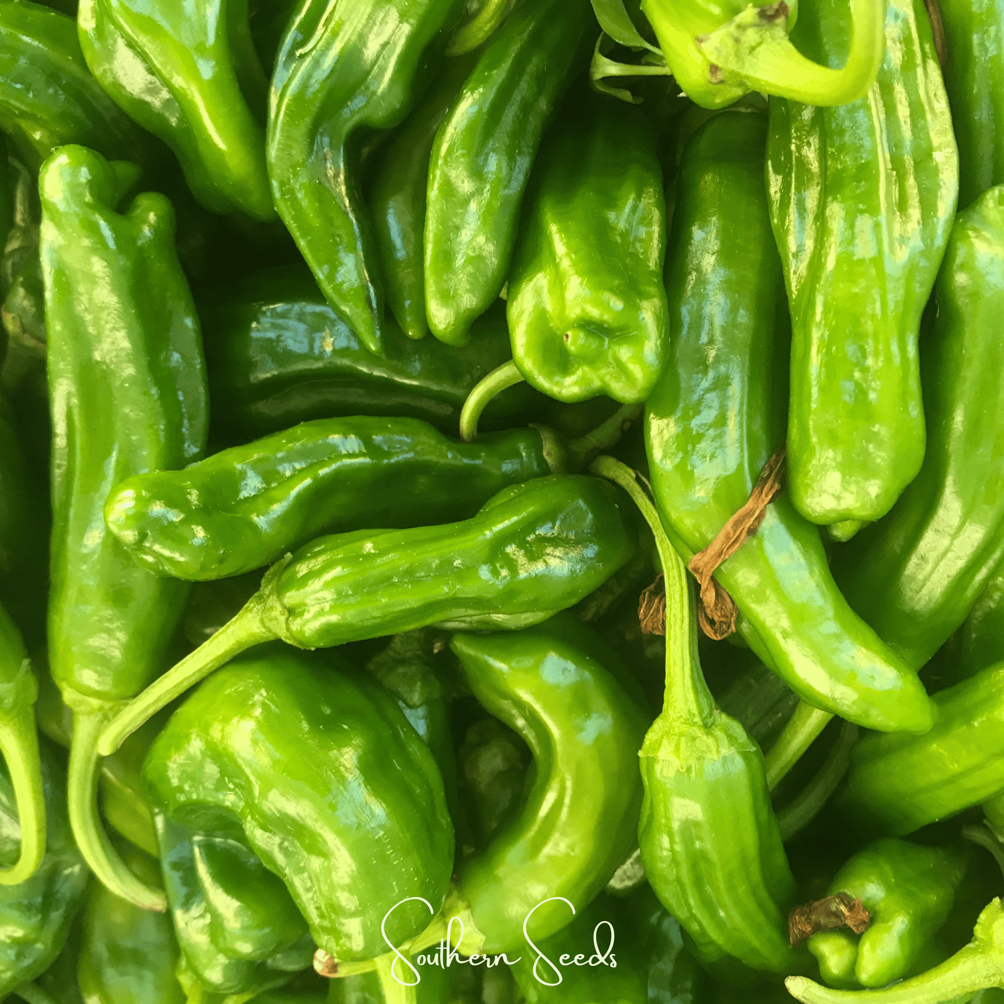 Cubanelle Sweet Pepper – 25 Seeds Southern Seeds