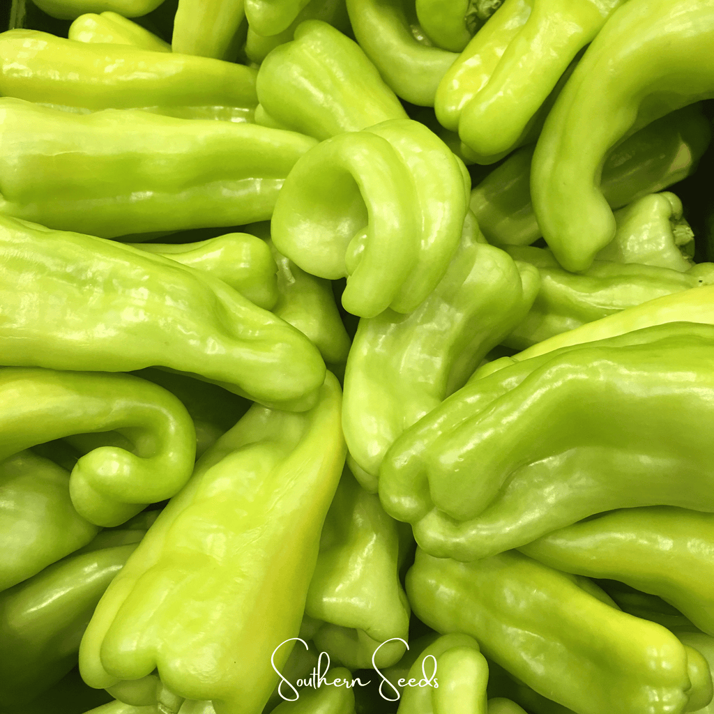 Cubanelle Sweet Pepper – 25 Seeds Southern Seeds