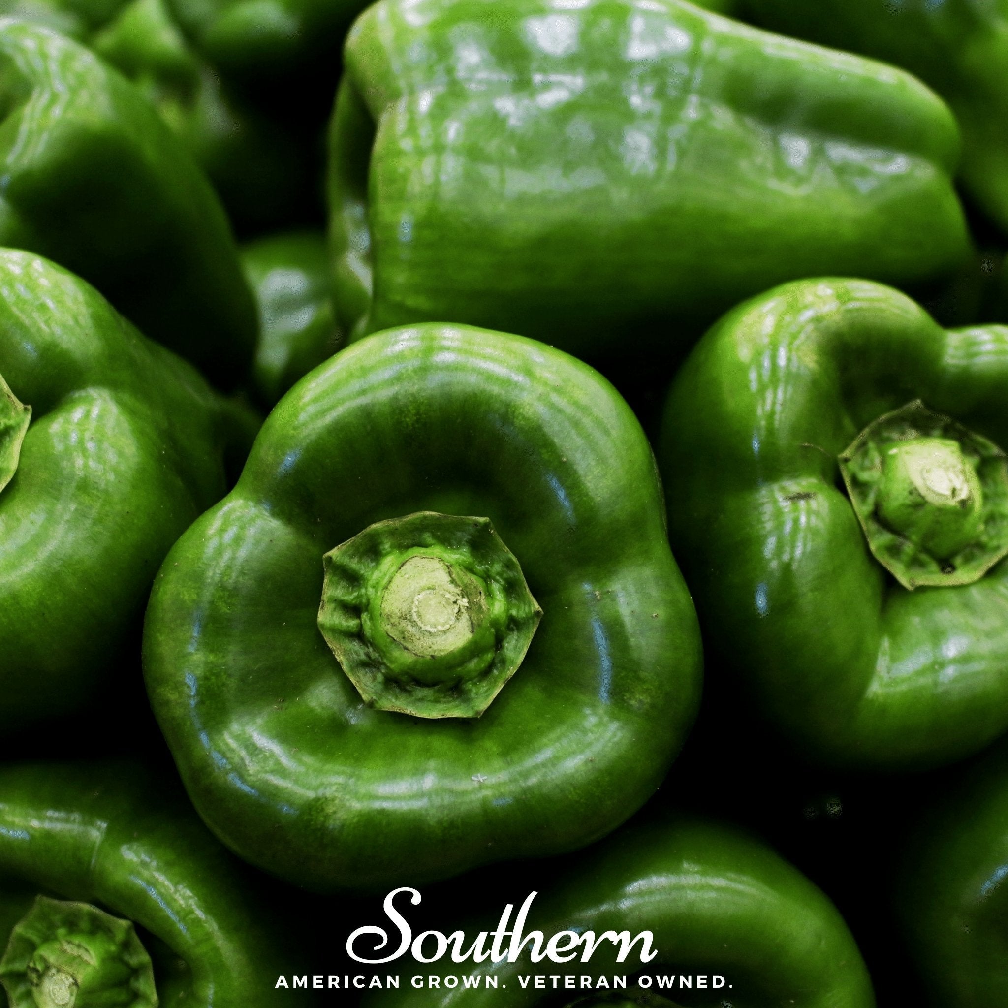 Emerald Giant Sweet Bell Pepper – 30 Seeds Southern Seeds