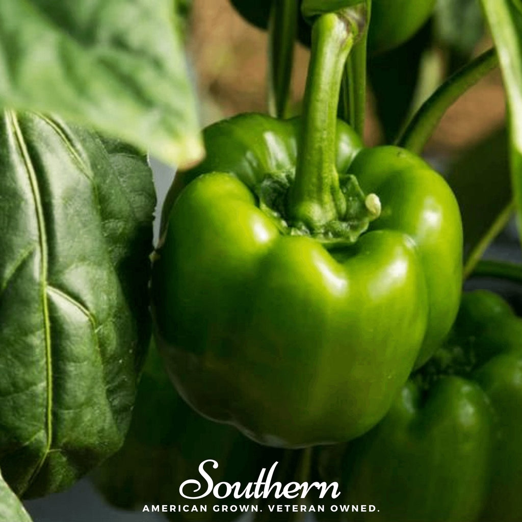 Emerald Giant Sweet Bell Pepper – 30 Seeds Southern Seeds