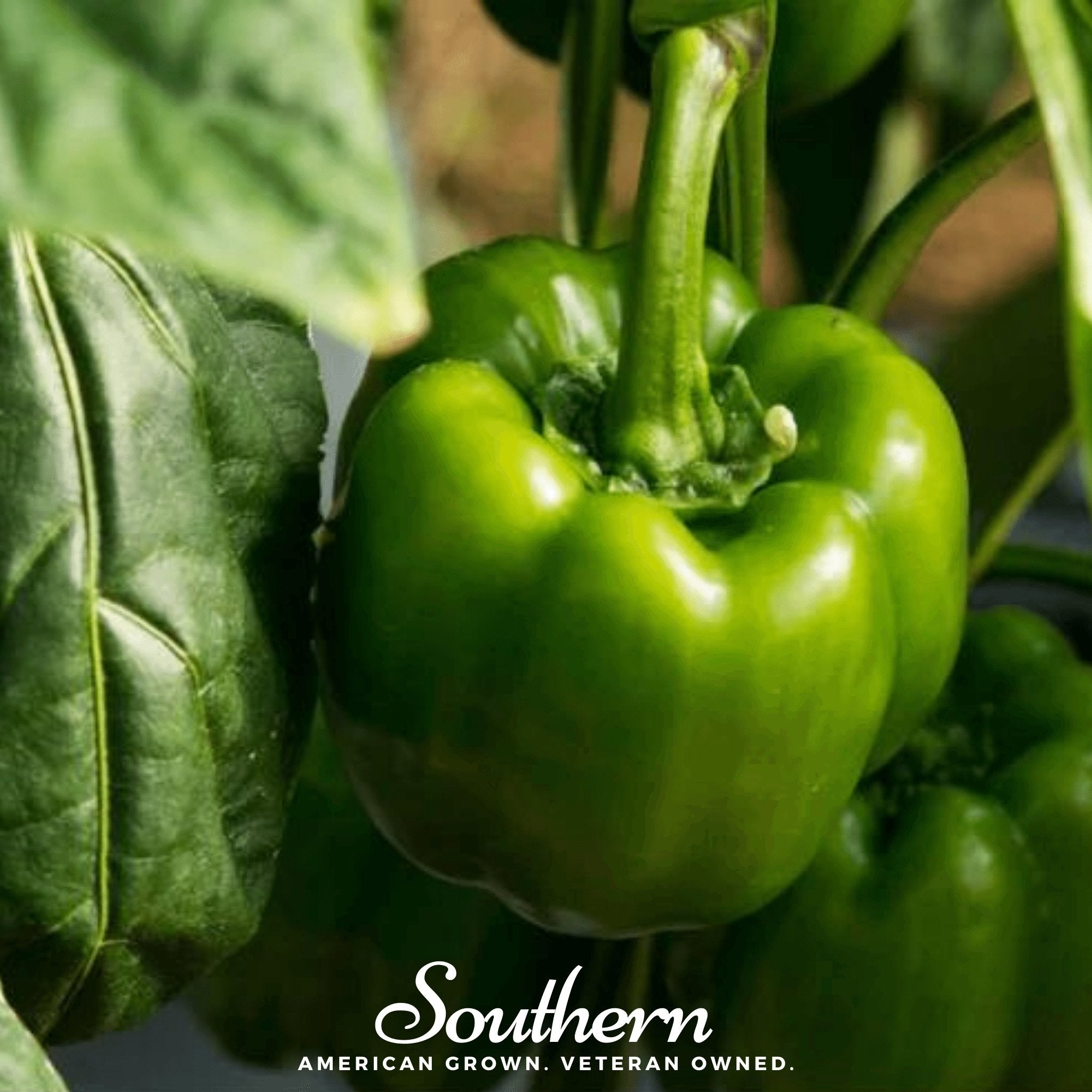 Emerald Giant Sweet Bell Pepper – 30 Seeds Southern Seeds
