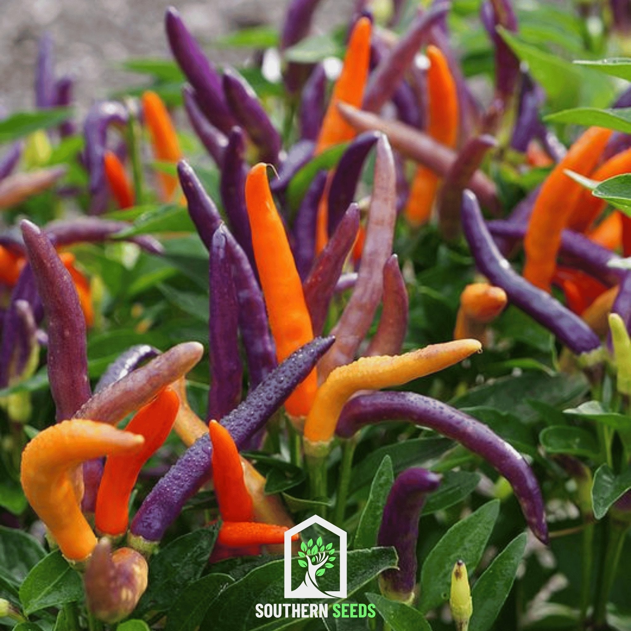 Firework Ornamental Pepper – 25 Seeds Southern Seeds