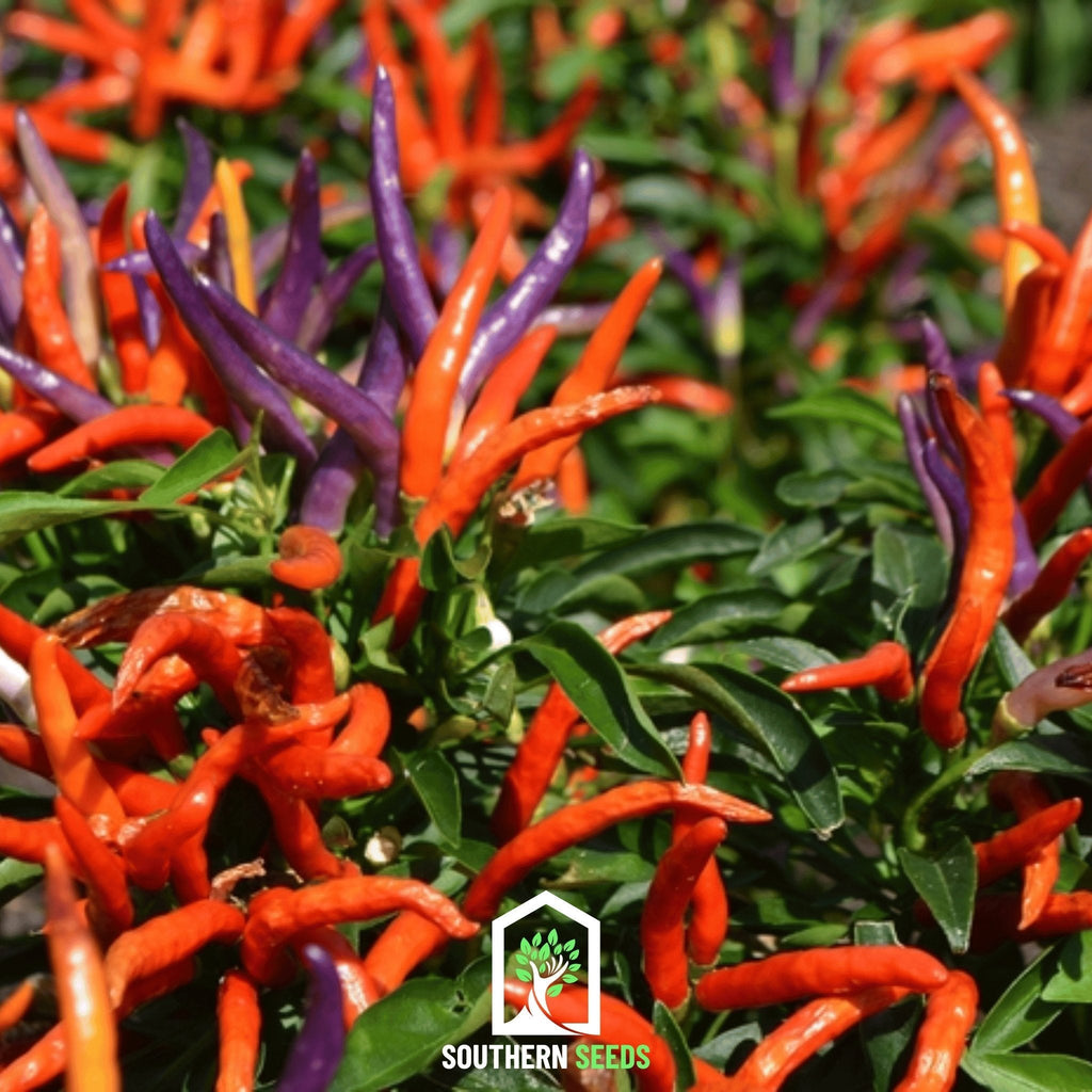 Firework Ornamental Pepper – 25 Seeds Southern Seeds