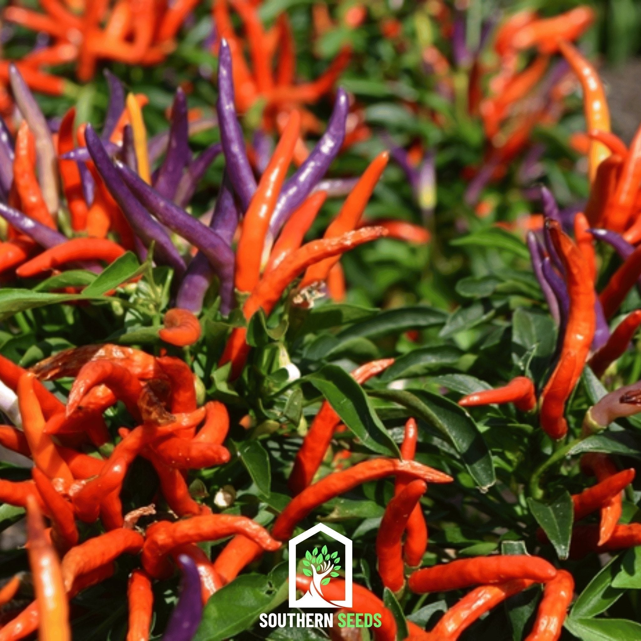 Firework Ornamental Pepper – 25 Seeds Southern Seeds