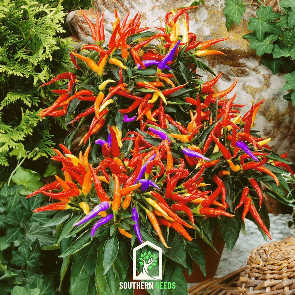 Firework Ornamental Pepper – 25 Seeds Southern Seeds
