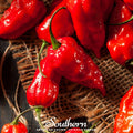 Ghost Pepper – Red Bhut Jolokia – 25 Seeds Southern Seeds