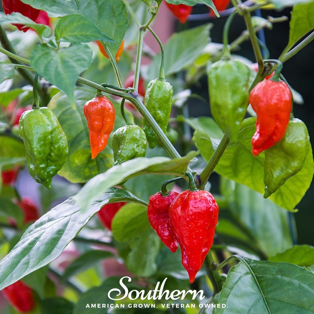 Ghost Pepper – Red Bhut Jolokia – 25 Seeds Southern Seeds