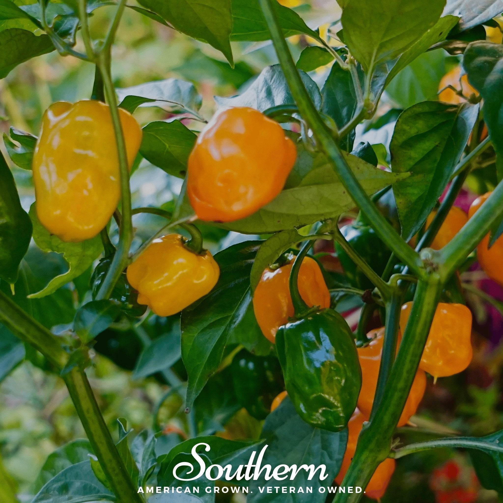 Orange Habanero Pepper – 30 Seeds Southern Seeds