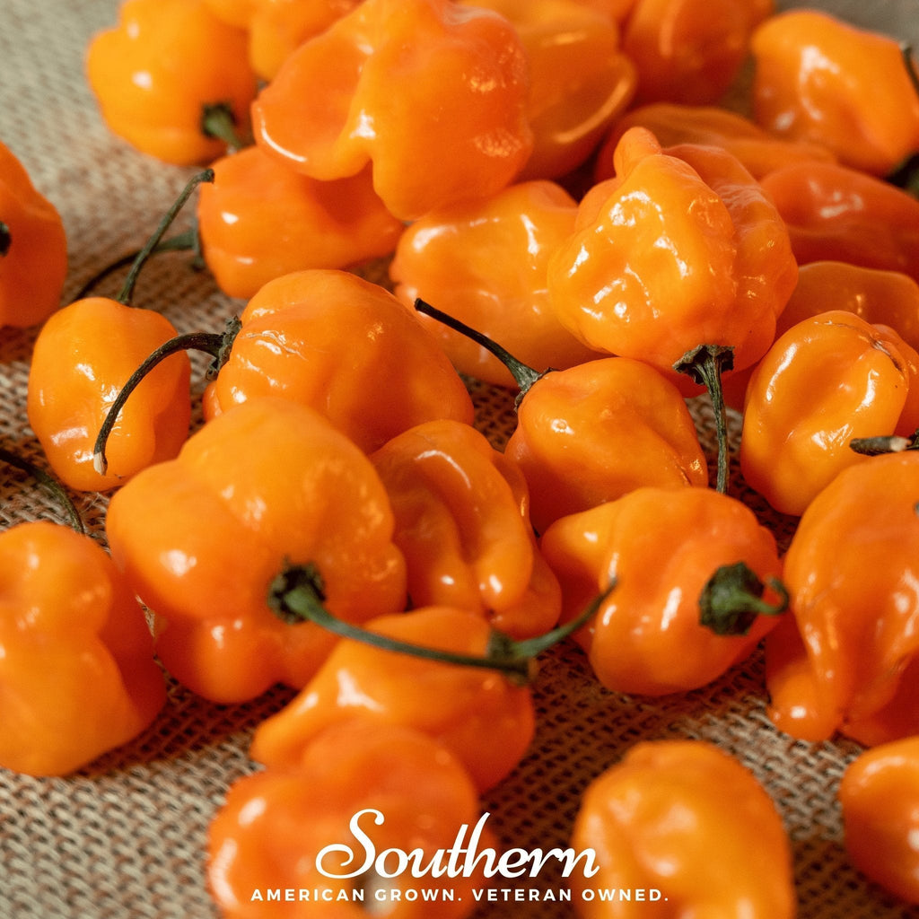 Orange Habanero Pepper – 30 Seeds Southern Seeds