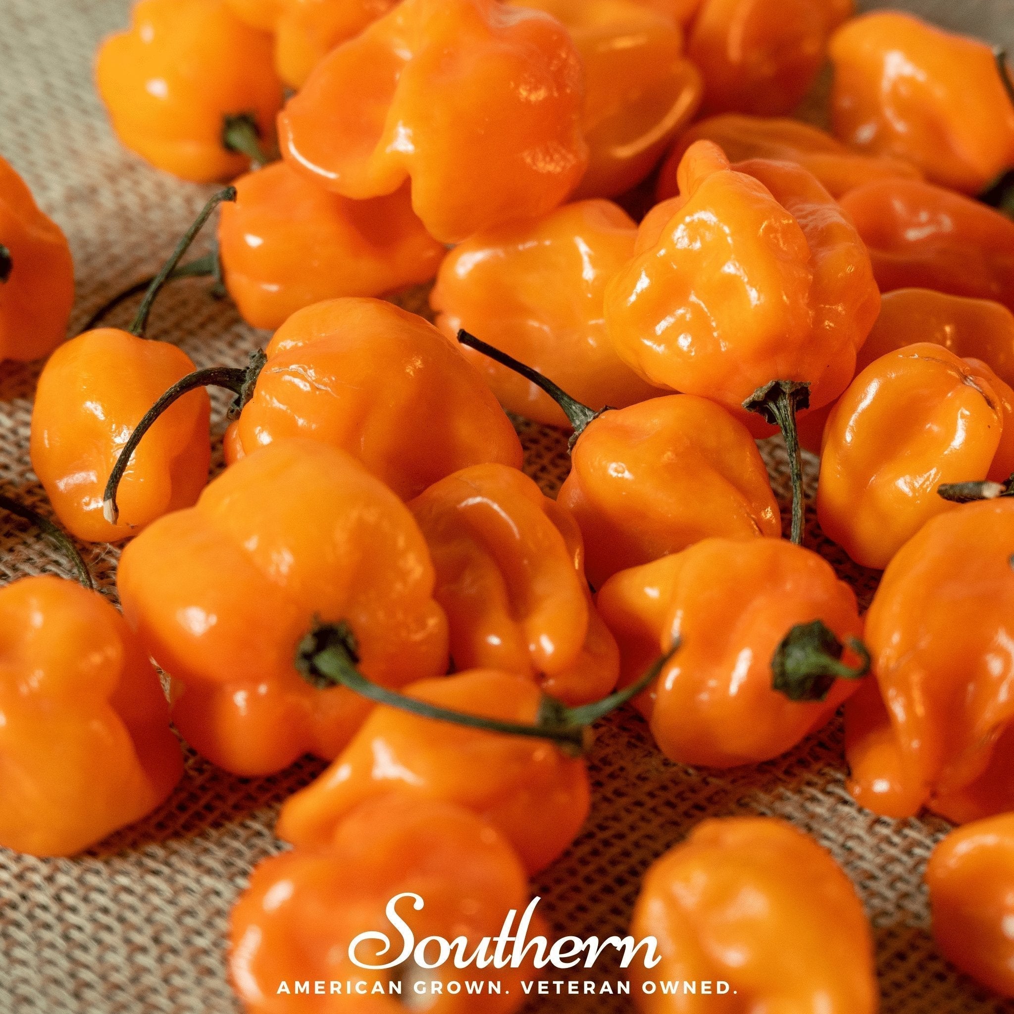 Orange Habanero Pepper – 30 Seeds Southern Seeds