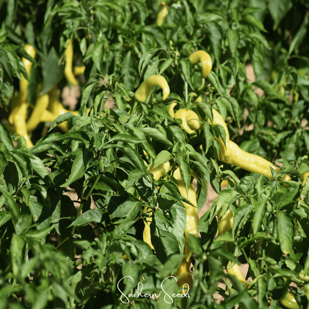 Hungarian Wax Pepper – 30 Seeds Southern Seeds